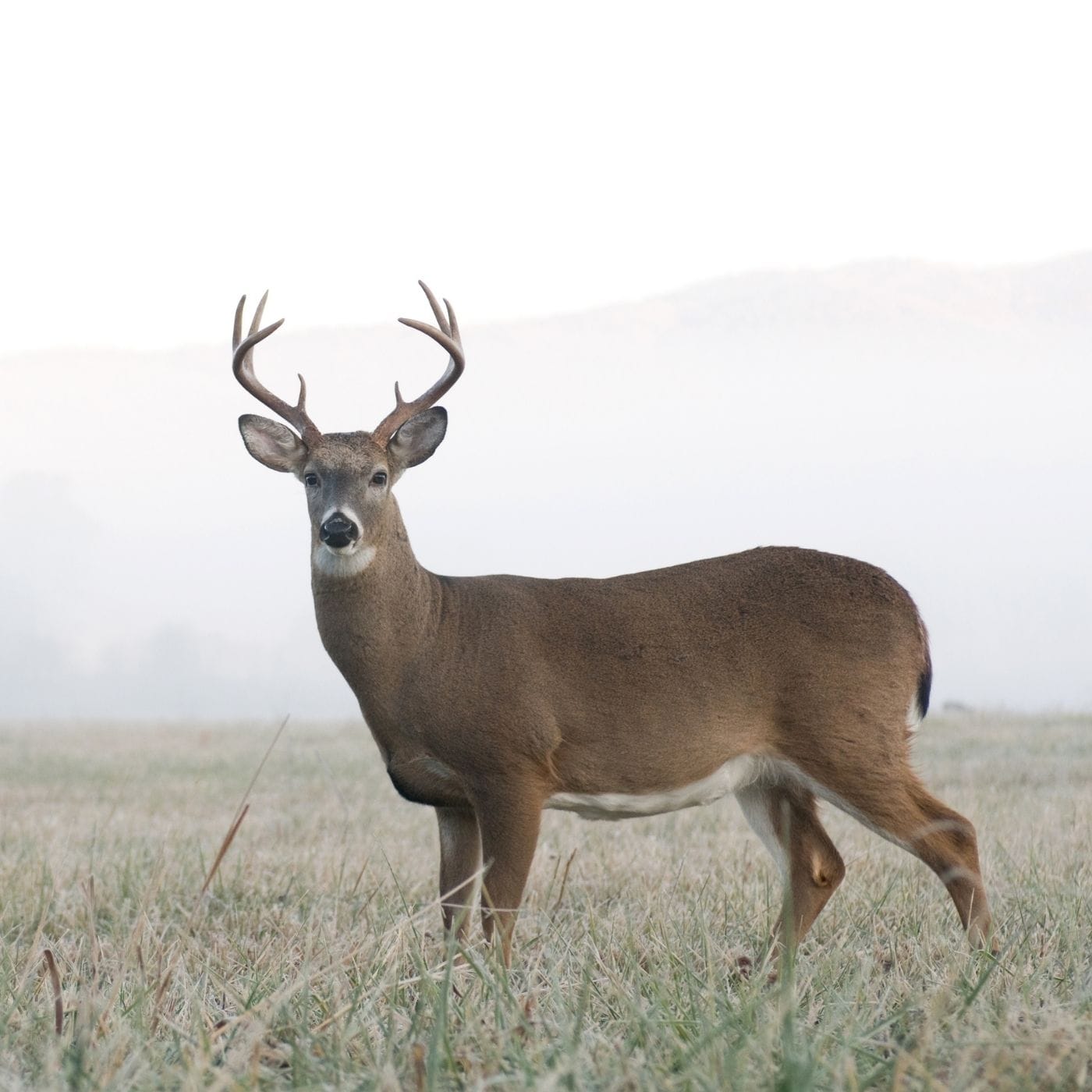 whitetail deer standing in the field