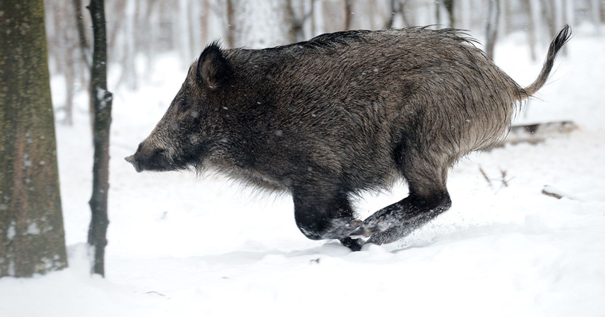 wild boar hog running in the snow