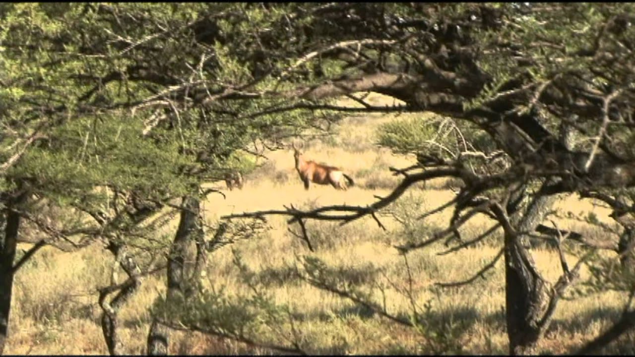 looking at a deer from a hunting blind