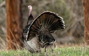 turkey strutting its stuff